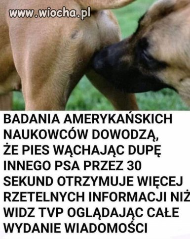 TVP najlepsza na świecie 