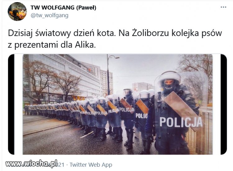 Dzień kota. 
