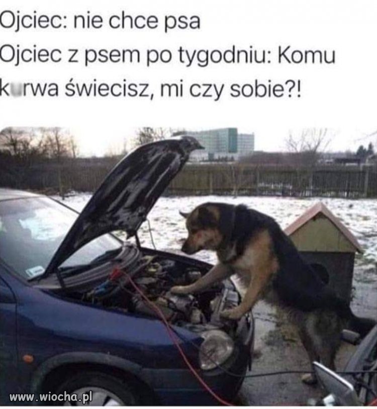 Pies najlepszym przyjacielem...mechanika