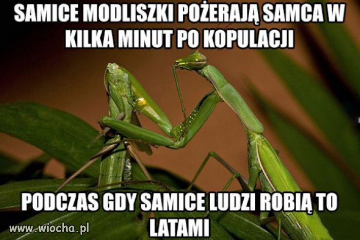 Ale to szczera prawda 