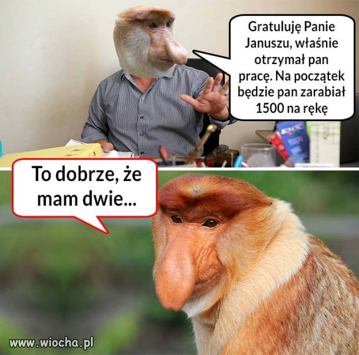 1500 na rękę 