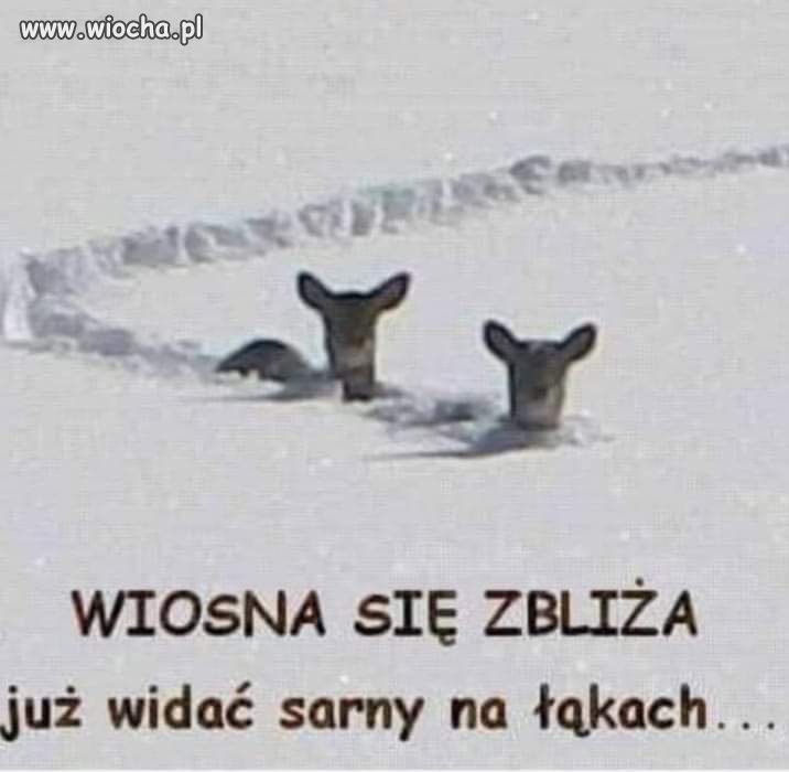 Wiosna tuż tuż 