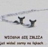 Wiosna tuż tuż 