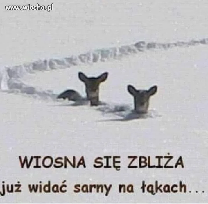 Wiosna tuż tuż 
