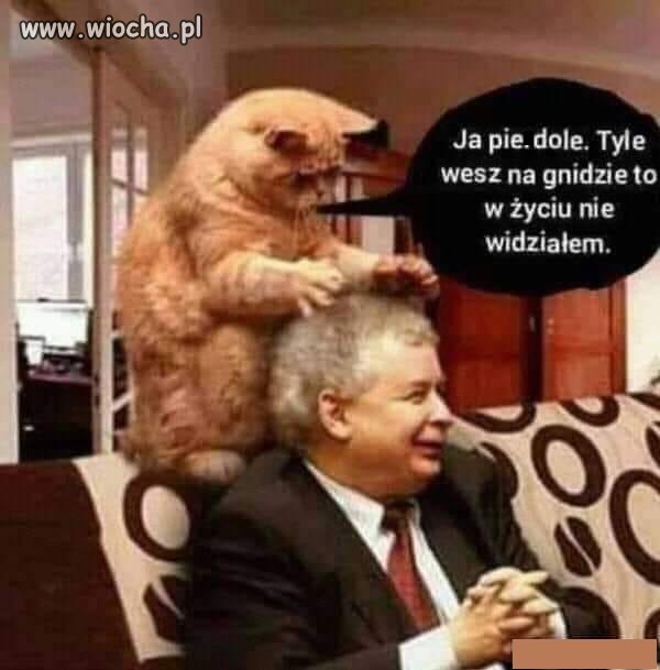 Koty widzą więcej ...