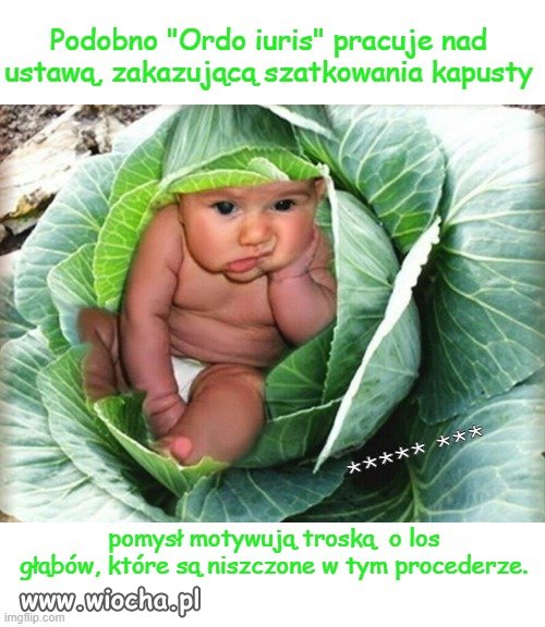 Lubicie bigos?