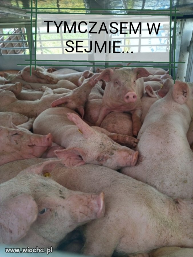 Tymczasem w Sejmie