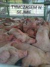 Tymczasem w Sejmie