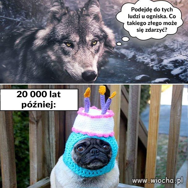 Ewolucja 
