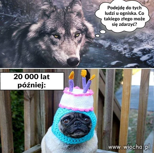 Ewolucja 