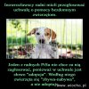 Cały PiS...