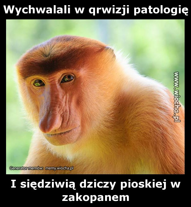 Wychwalali w qrwizji patologię