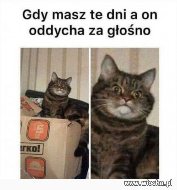 Kobieta w te dni 