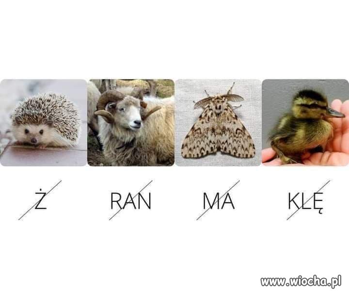 Kto odgadnie