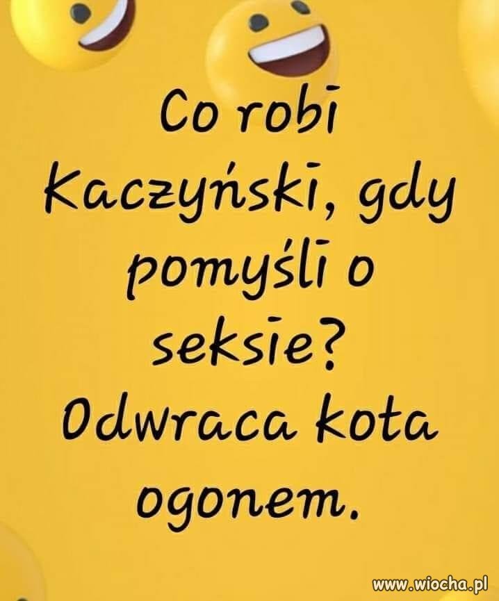Co na to kot ?