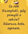 Co na to kot ?