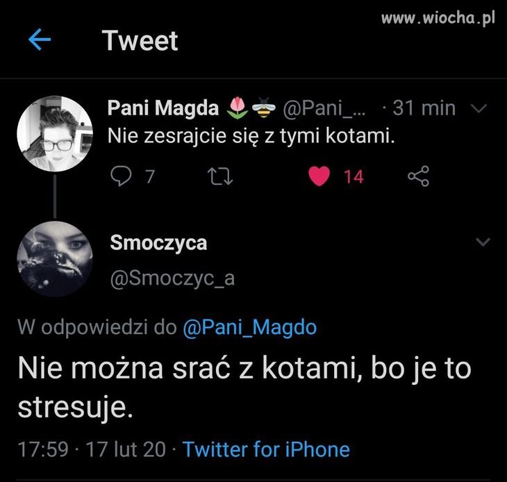 Koty to ostatnio modny temat