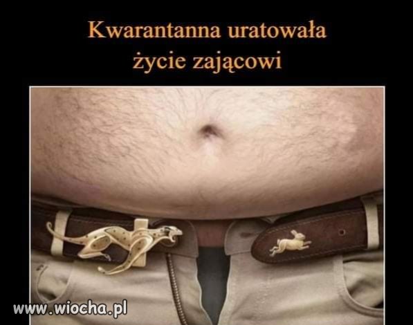 Kwarantanna uratowała życie zającowi. 