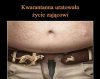 Kwarantanna uratowała życie zającowi. 