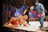 MMA - VIP  v. 2.0