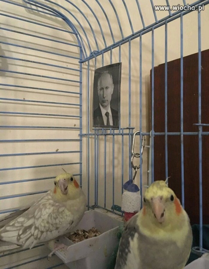 Koryto jest, propaganda jest