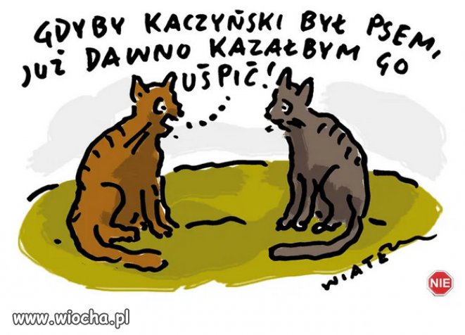 Takie tam... śmieszne rozmowy kotów.