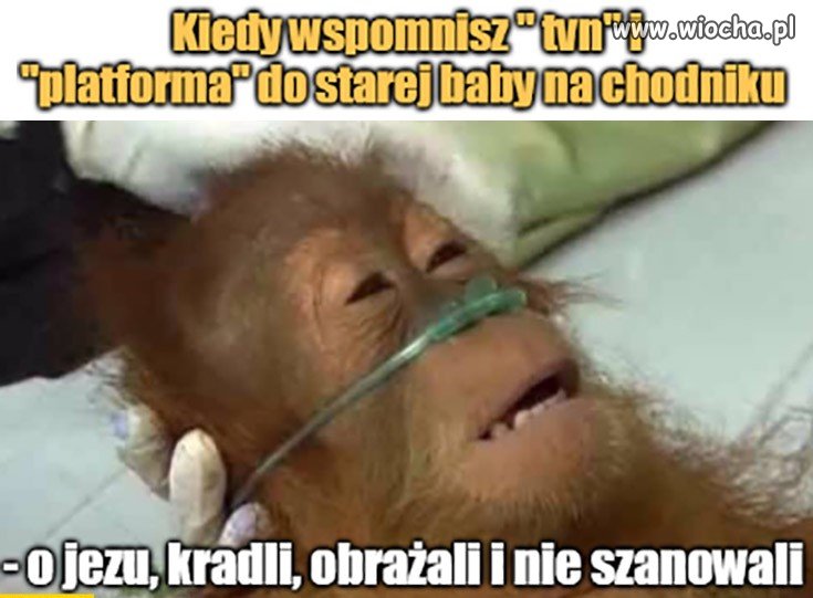 Typowy widz TVP...