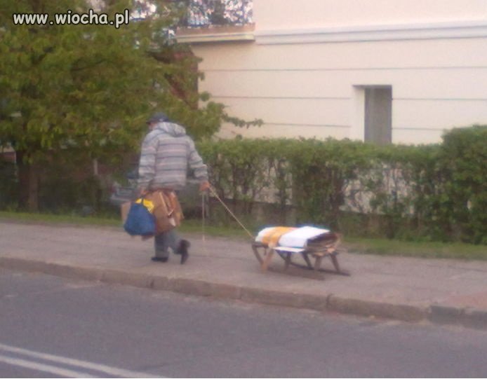 Zimo ! A kysz