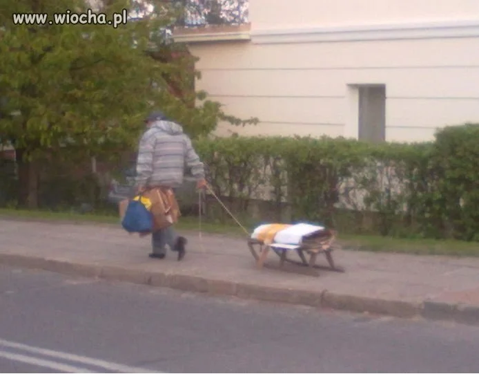 Zimo ! A kysz