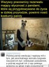 Pandy