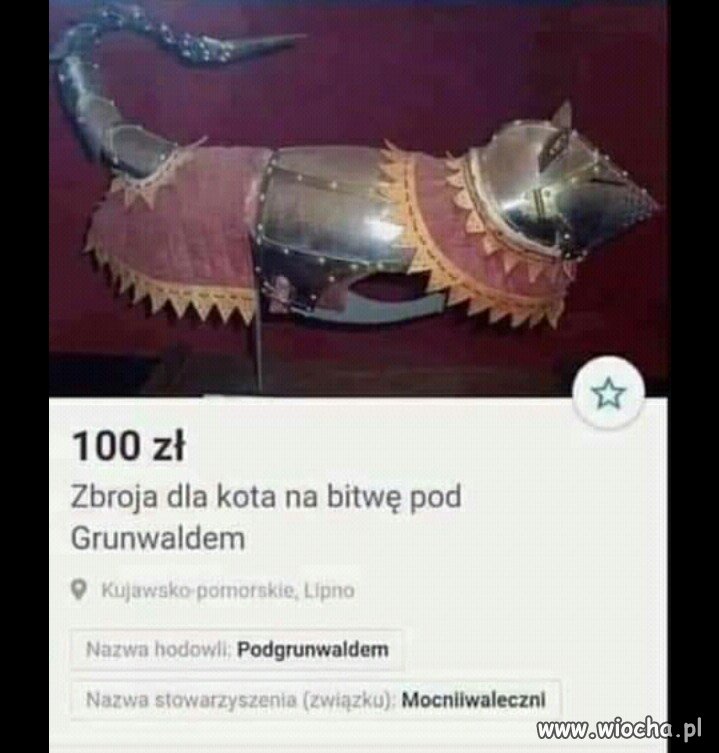 I kot Rzeczpospolitej lubi to.