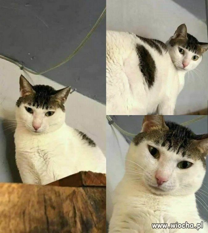 Kot Godek