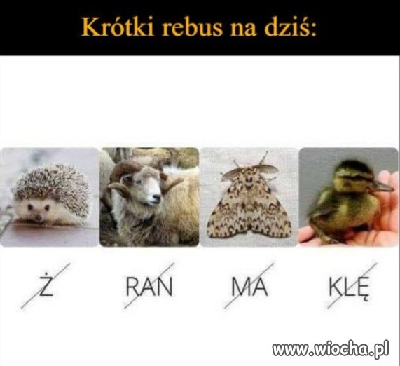 Szybki 