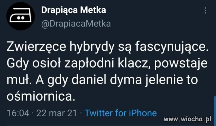 Taka ciekawostka ...