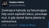 Taka ciekawostka ...