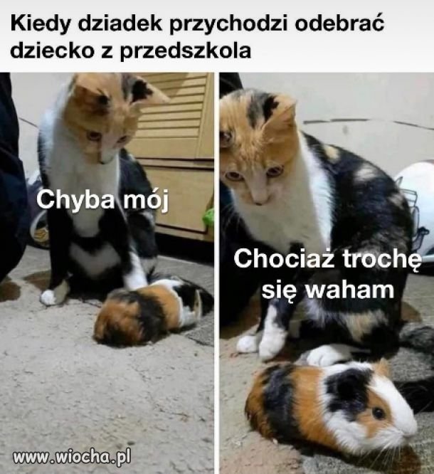 Coś w tym jest