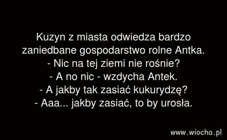 Kukurydza 