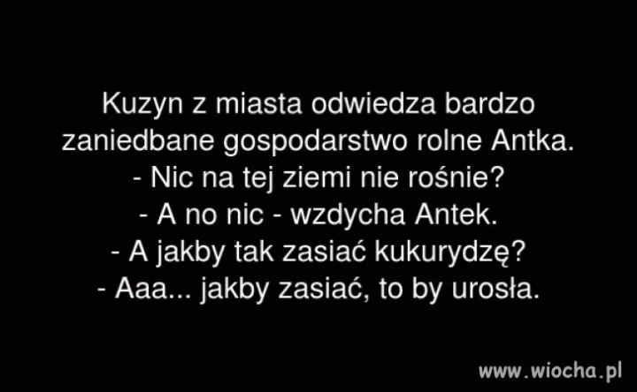 Kukurydza 