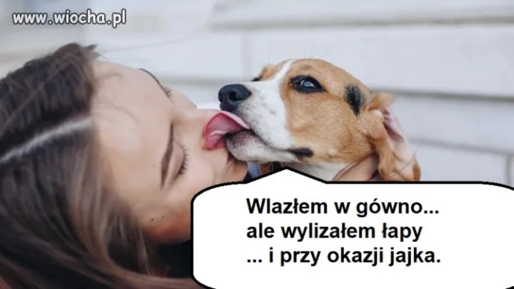 Psie historie