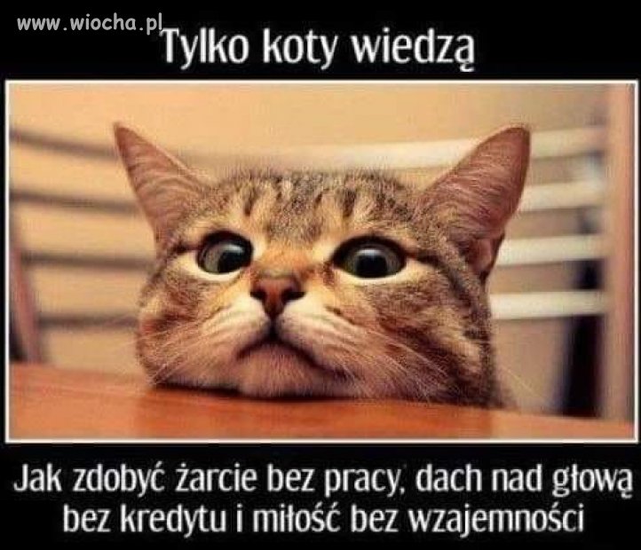 Tylko koty wiedzą 