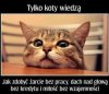 Tylko koty wiedzą 