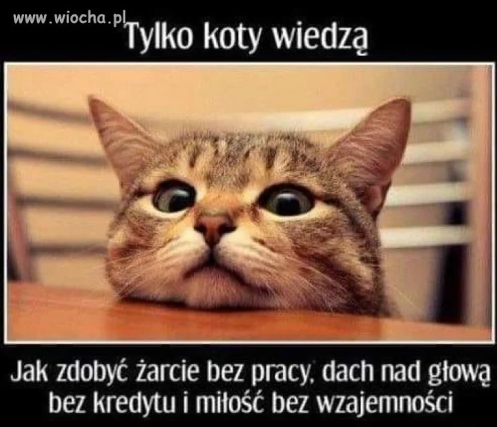 Tylko koty wiedzą 