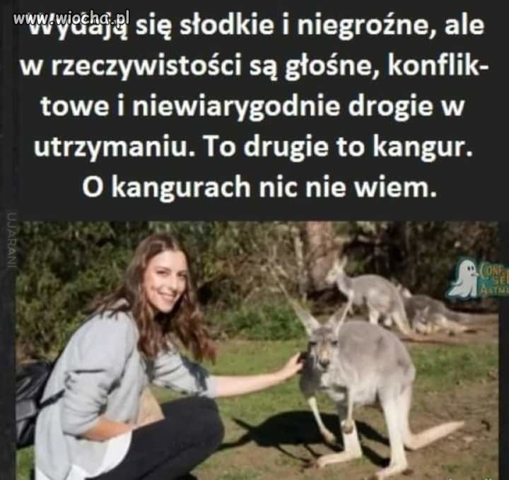 Kangury