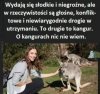 Kangury