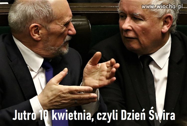 Obchody Dnia Świra.