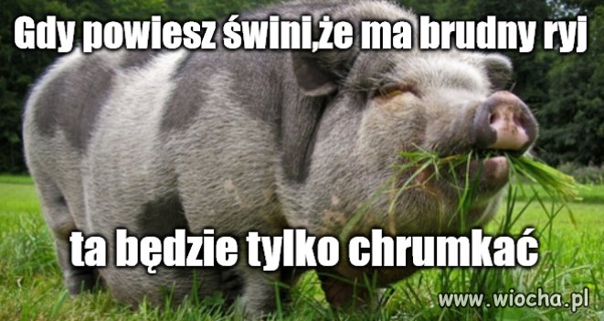 Szkoda czasu na Pawłowicz