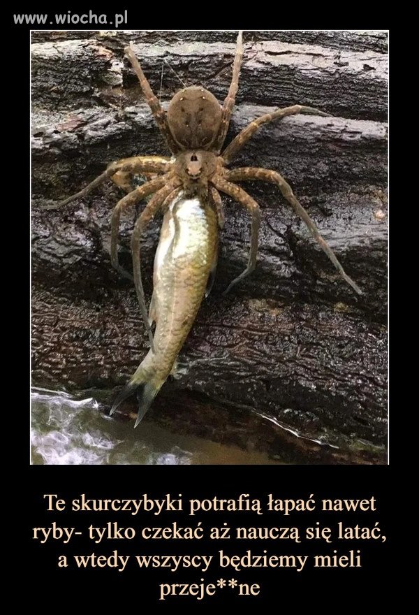 Czarny koszmar