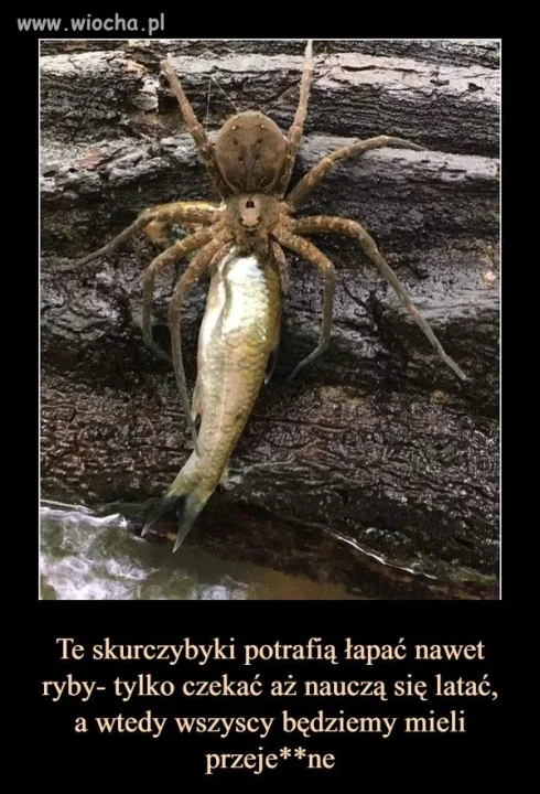 Czarny koszmar