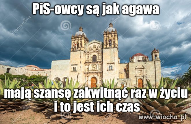 Ach, te basałyki z PIS-u