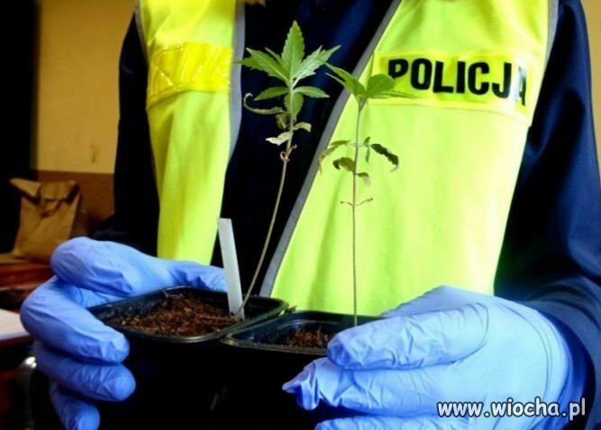 Kolejny sukces policji